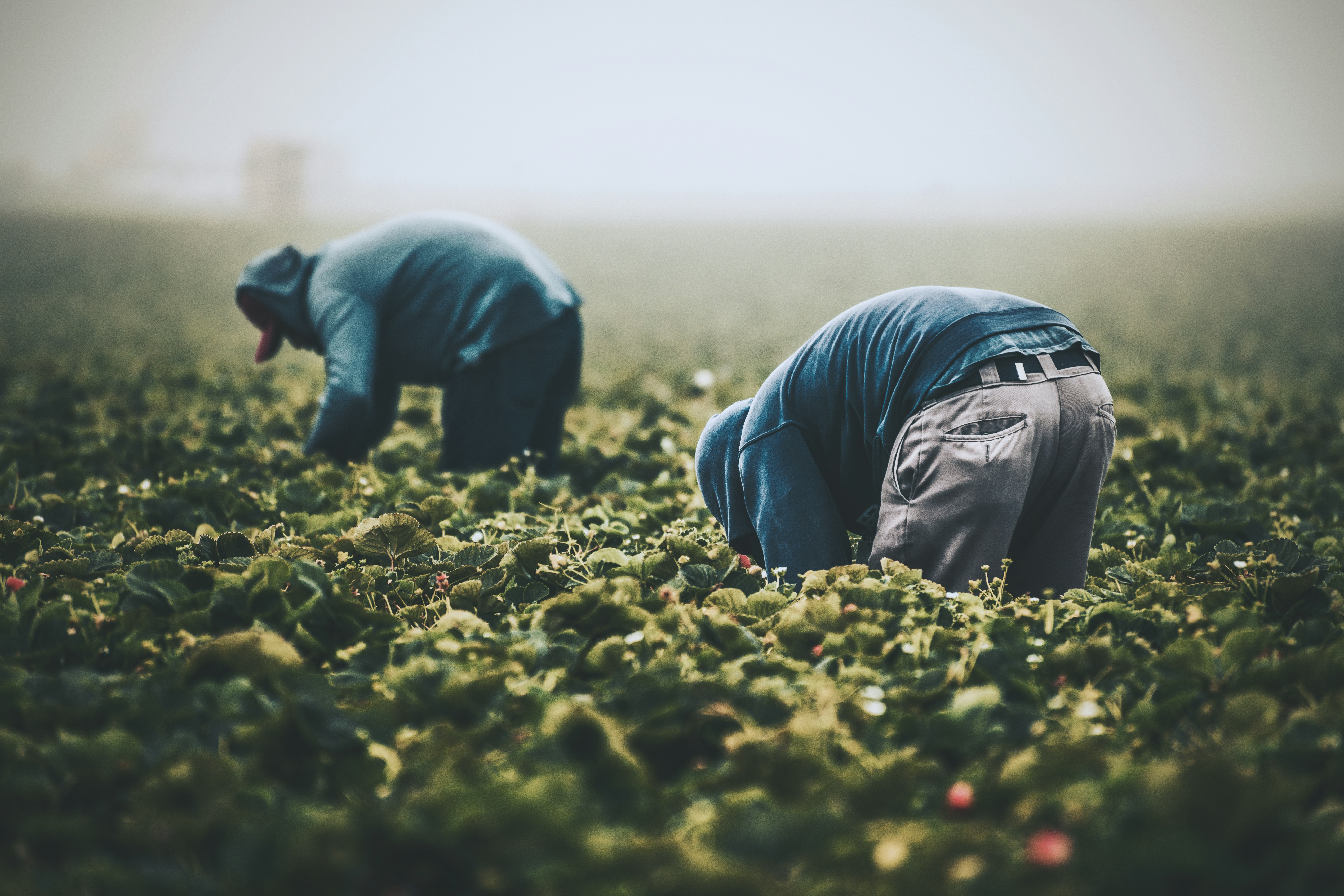 Agriculture